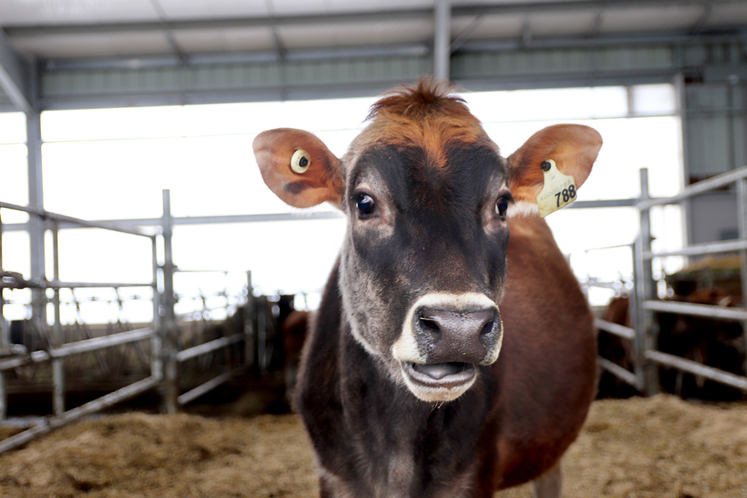 RJ Farms Dairy Lane Systems Heifer Barn